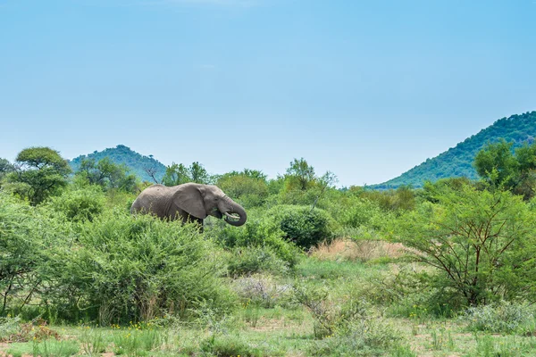 Elefante. Parque Nacional Pilanesberg. Sudafrica . — Foto de Stock