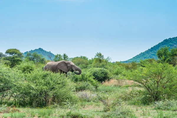 Elefante. Parque Nacional Pilanesberg. África do Sul . — Fotografia de Stock