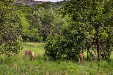 Cheetah, Güney Afrika.