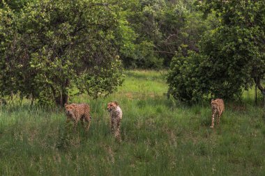 Cheetah, Güney Afrika.
