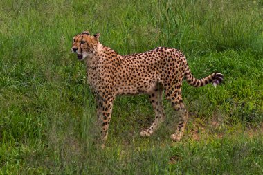 Cheetah, Güney Afrika.