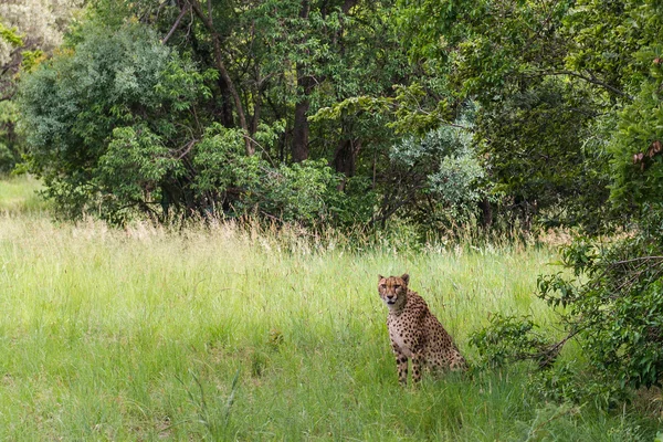 Cheetah, África do Sul . — Fotografia de Stock