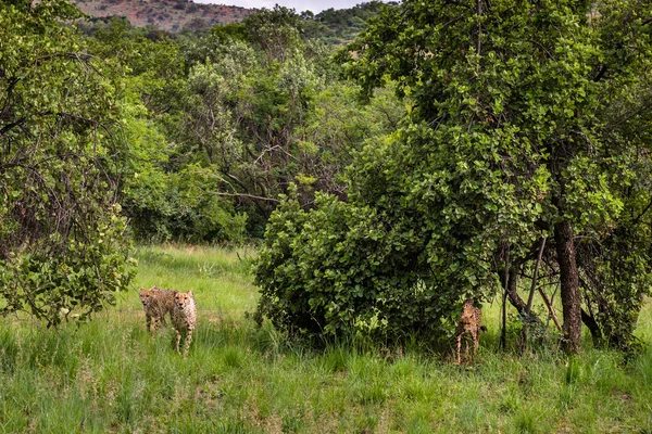 Cheetah, Sudáfrica . —  Fotos de Stock