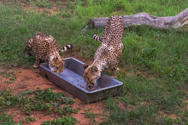 Cheetah, Zuid-Afrika. — Stockfoto