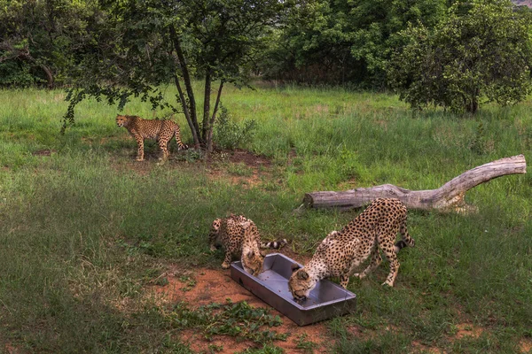 Cheetah, Zuid-Afrika. — Stockfoto