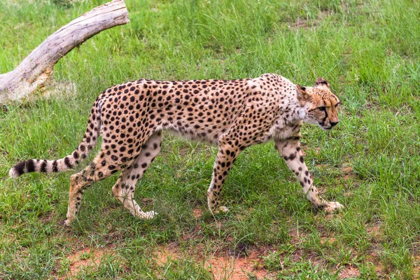 Cheetah, Sydafrika. — Stockfoto