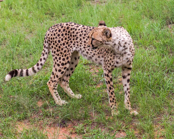 Cheetah, Zuid-Afrika. — Stockfoto