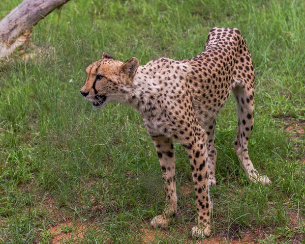 Cheetah, Afrique du Sud . — Photo