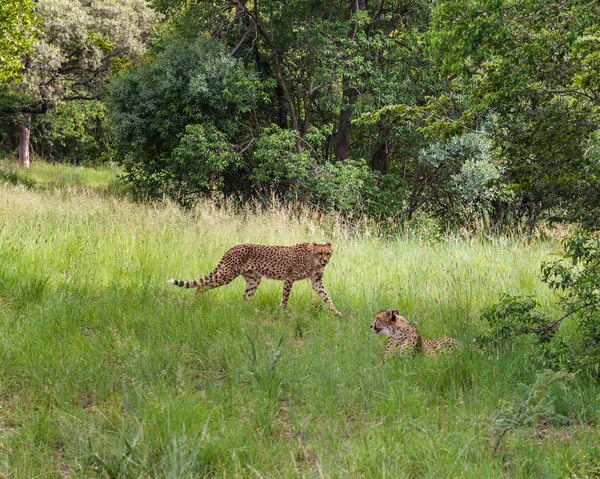 Cheetah, Zuid-Afrika. — Stockfoto