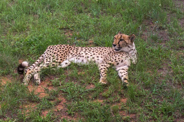 Cheetah, África do Sul . — Fotografia de Stock