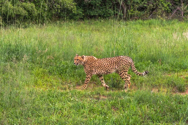 Gepárd, Dél-afrikai Köztársaság. — Stock Fotó