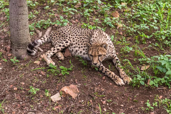 Cheetah, Zuid-Afrika. — Stockfoto