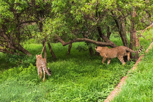 Cheetah, África do Sul . — Fotografia de Stock