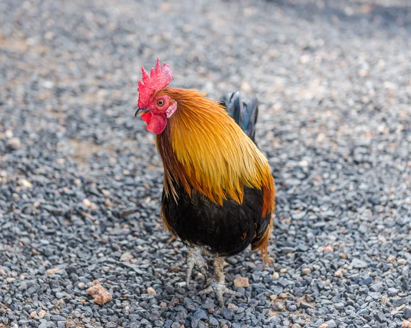 Cock, South Africa — Stock Photo, Image