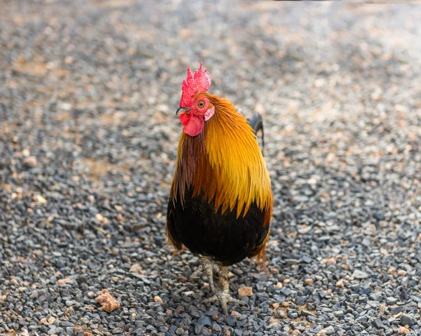 Cock, South Africa — Stock Photo, Image