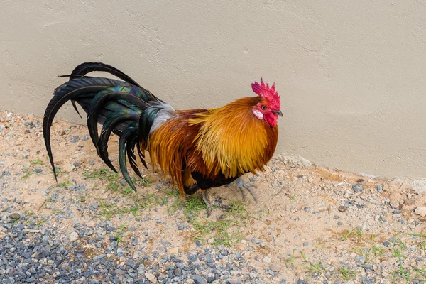 Cock, South Africa — Stock Photo, Image