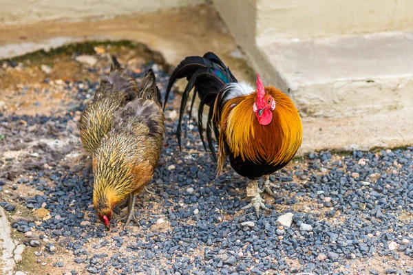 Cock and Chickens , South Africa — Stock Photo, Image