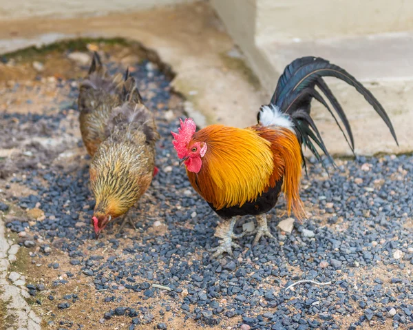 Cock and Chickens , South Africa