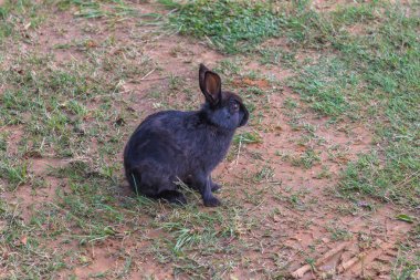 Tavşan, Güney Afrika, 14 Aralık 2014