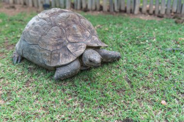 Kaplumbağa. Güney Afrika,