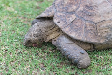 Kaplumbağa. Güney Afrika,