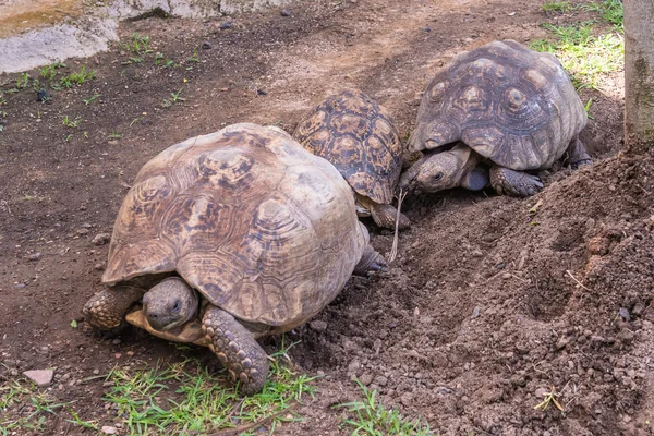 Sköldpadda. Sydafrika, — Stockfoto