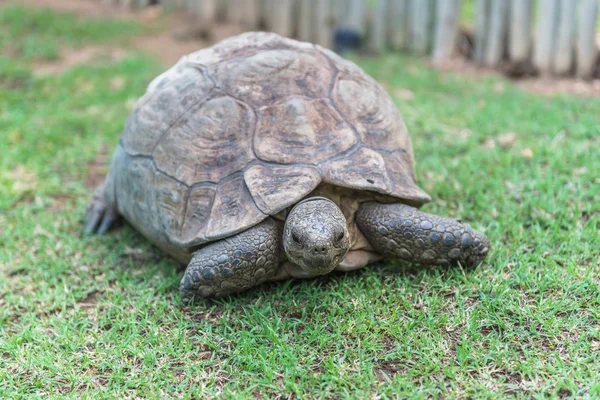 Sköldpadda. Sydafrika, — Stockfoto