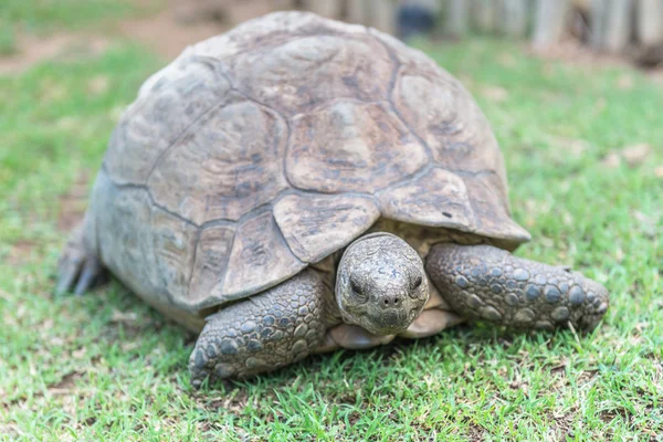 Sköldpadda. Sydafrika, — Stockfoto