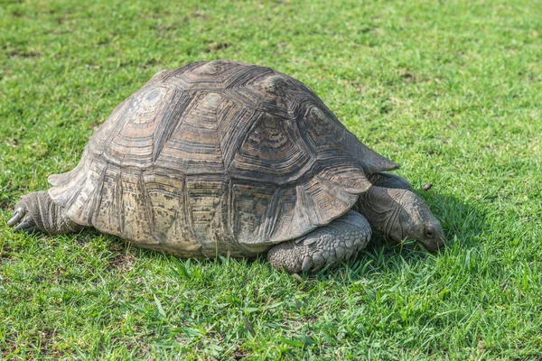 Sköldpadda. Sydafrika, — Stockfoto