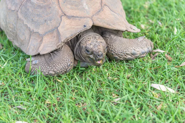 Sköldpadda. Sydafrika, — Stockfoto