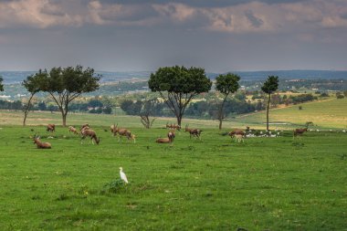 Antilop. Güney Afrika.