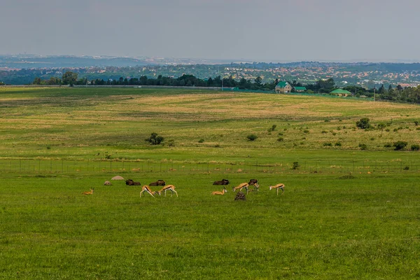 Antelope. South Africa. — Stock Photo, Image