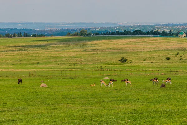 Antelope. Zuid-Afrika. — Stockfoto