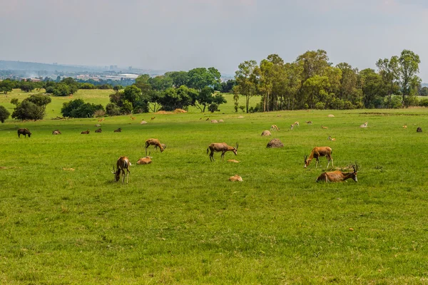 Antelope. Zuid-Afrika. — Stockfoto