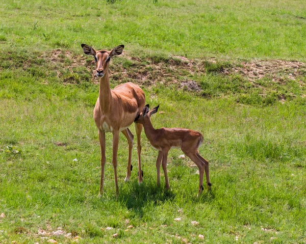 Antelope. South Africa. — Stock Photo, Image