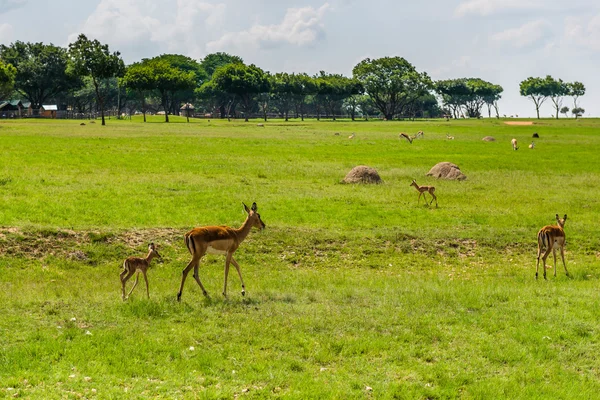 Antelope. Zuid-Afrika. — Stockfoto