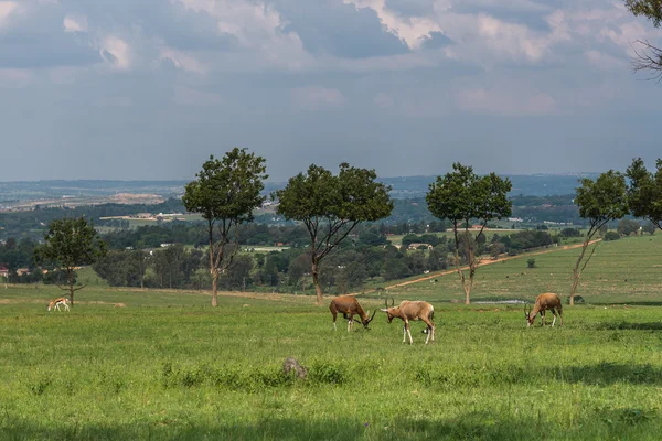 Antílope. África do Sul . — Fotografia de Stock