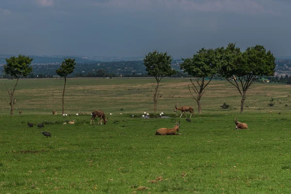 Antelope. Zuid-Afrika. — Stockfoto