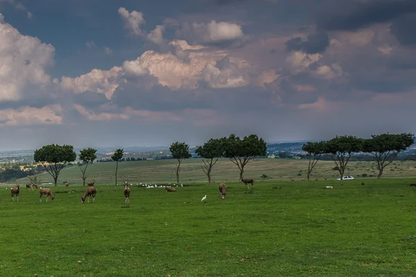 Antelope. Zuid-Afrika. — Stockfoto