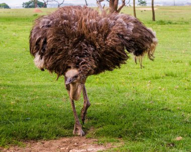 Devekuşu, Güney Afrika.