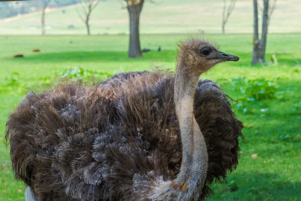 Devekuşu, Güney Afrika. — Stok fotoğraf