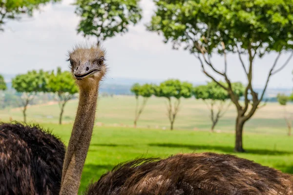 Struisvogel, Zuid-Afrika. — Stockfoto