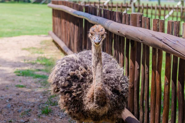 Devekuşu, Güney Afrika. — Stok fotoğraf