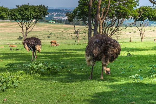 Devekuşu, Güney Afrika. — Stok fotoğraf