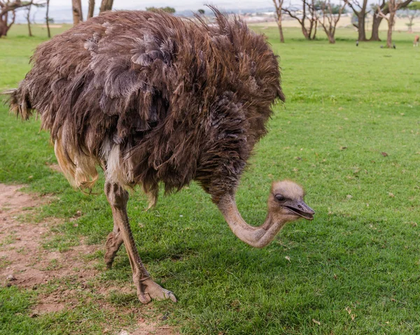 Devekuşu, Güney Afrika. — Stok fotoğraf