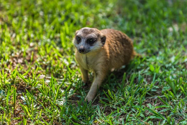 Meerkat, Suricata. Zuid-Afrika. — Stockfoto