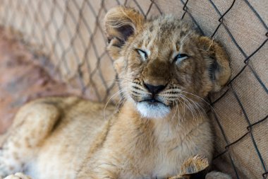 Beyaz Aslan yavruları, Güney Afrika.