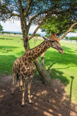 Giraffe. South Africa. clipart
