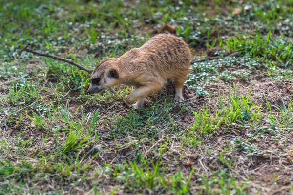 Meerkat, Suricata. África do Sul . — Fotografia de Stock