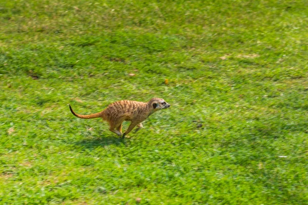 Meerkat, Suricata. Afrique du Sud . — Photo